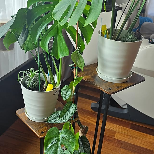 whiskerbloomさんの部屋