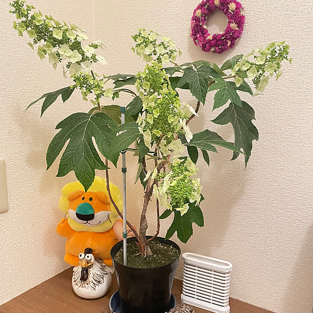 c.cさんの実例写真