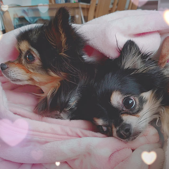 yuuyuu619さんの実例写真