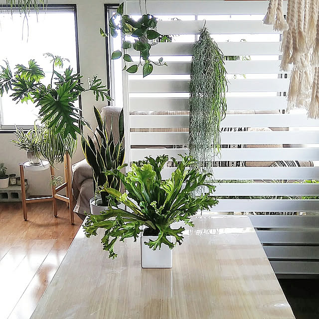 hira_muji_mihiさんの実例写真