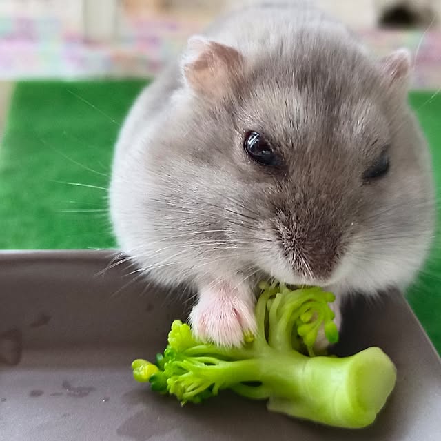 potetloveさんの実例写真
