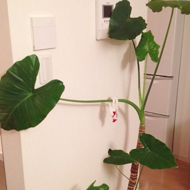 dicekbeetleさんの実例写真