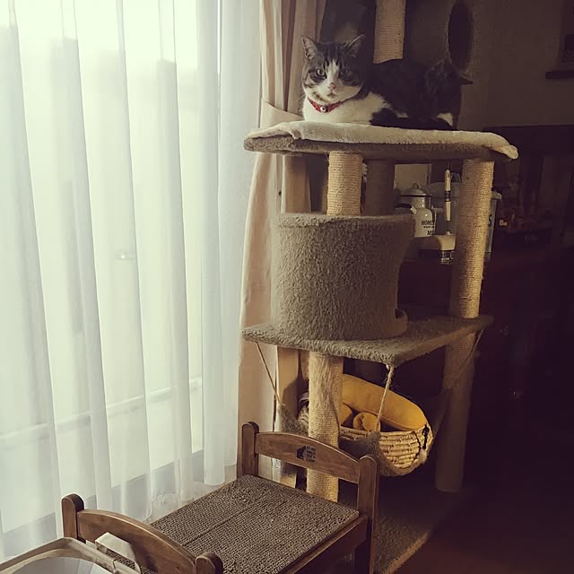Rumiさんの実例写真