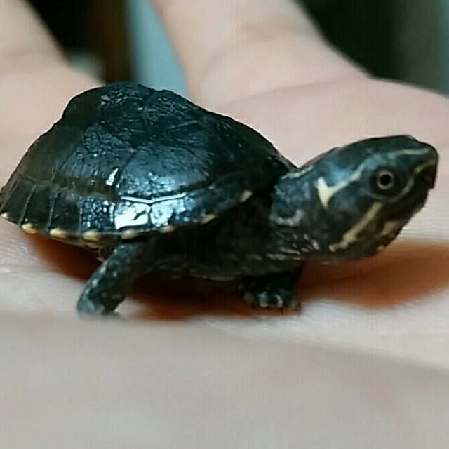 KOHAKUさんの実例写真