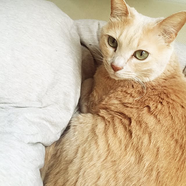 Maiさんの実例写真