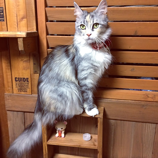 bebi.kさんの実例写真