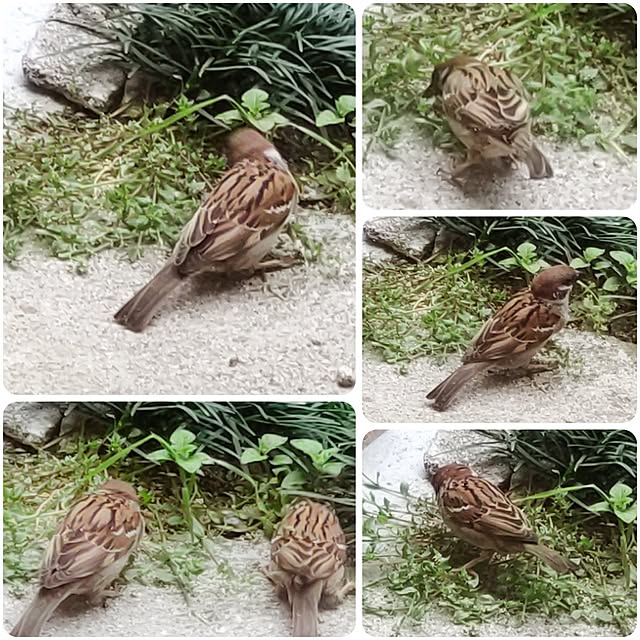 faunさんの実例写真