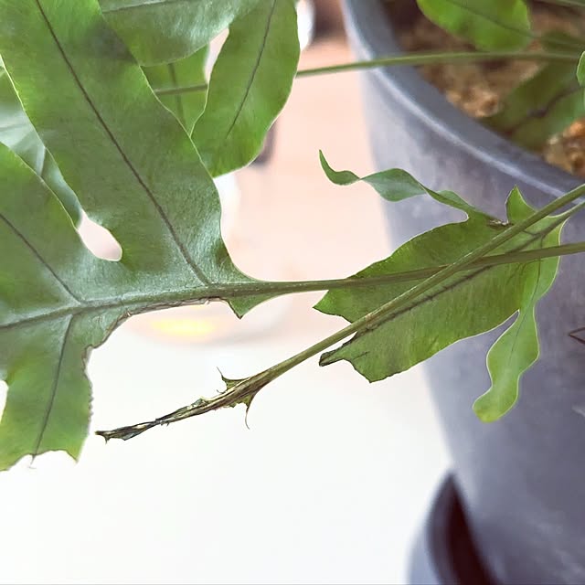 noahさんの部屋