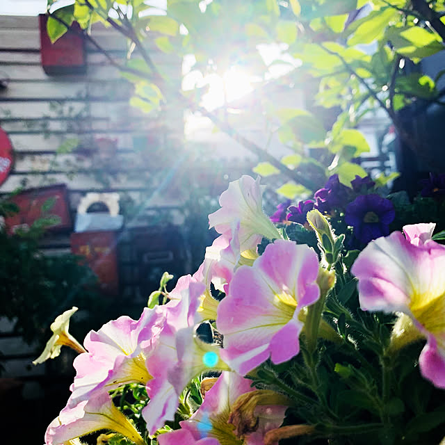 実例写真