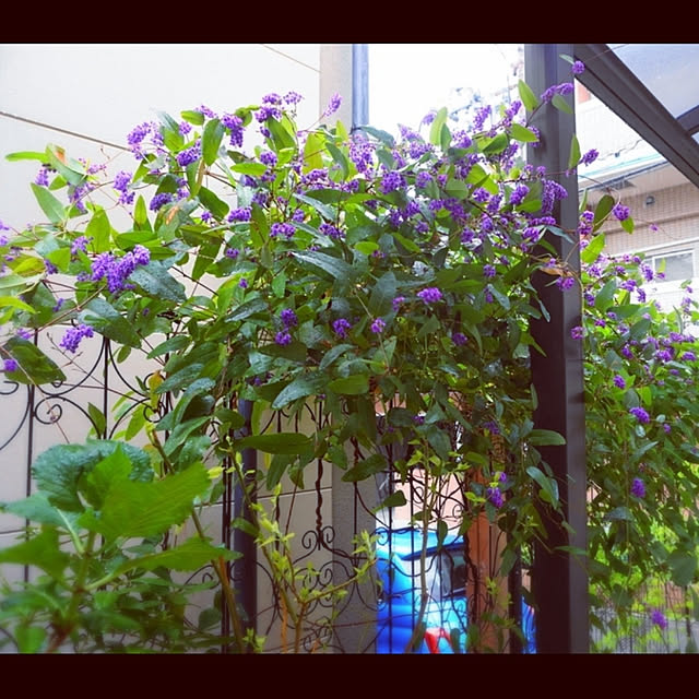 aromameさんの実例写真