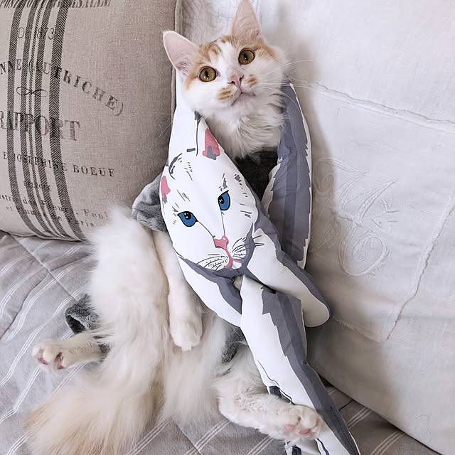 NO CAT,NO LIFE❤️/お気遣いなく⑅◡̈*/みえる/いつもいいねありがとうございます♡/RCの出会いに感謝♡...などのインテリア実例 - 2020-01-13 21:19:20
