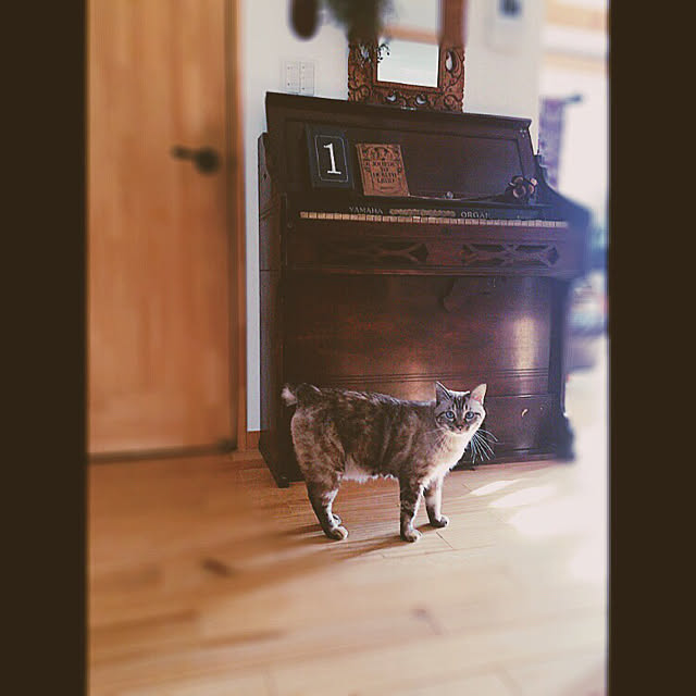 mjさんの実例写真