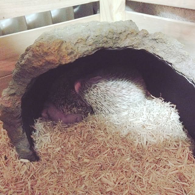 PORCAさんの実例写真