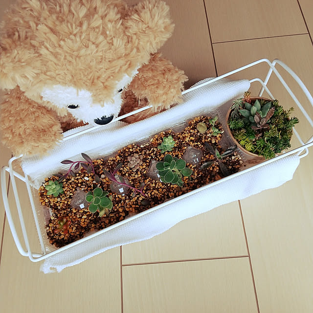 meiさんの実例写真