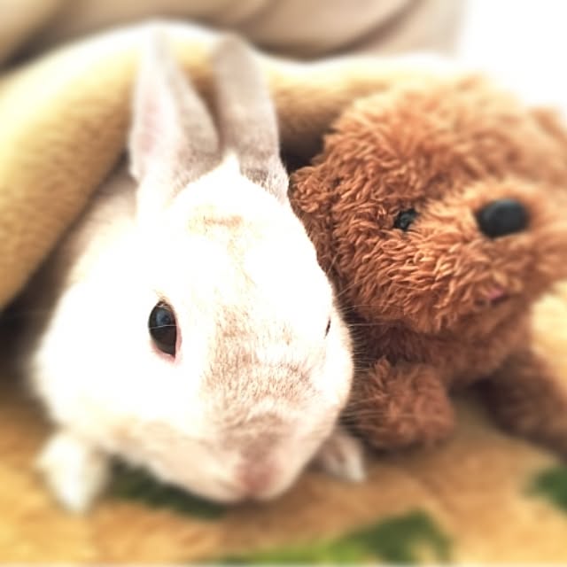kotatsumamaさんの実例写真