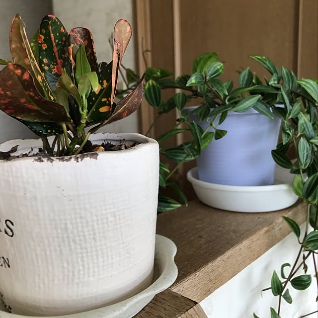 観葉植物/多肉植物/玄関/入り口のインテリア実例 - 2019-05-02 14:02:52