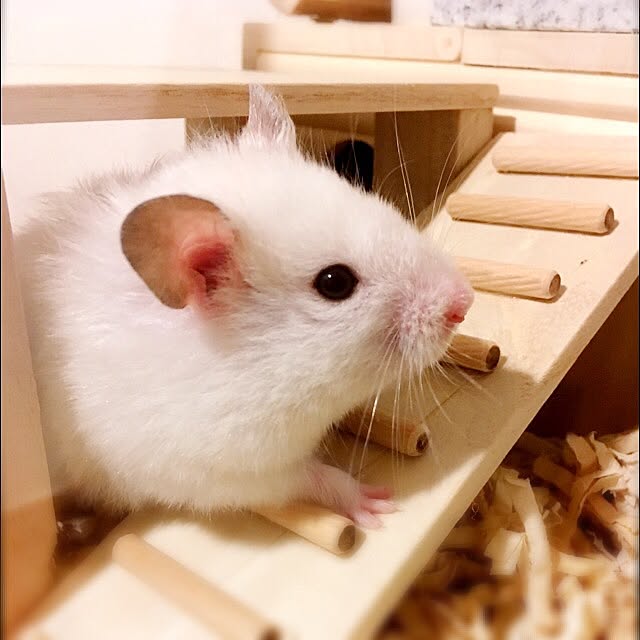 DORAさんの実例写真