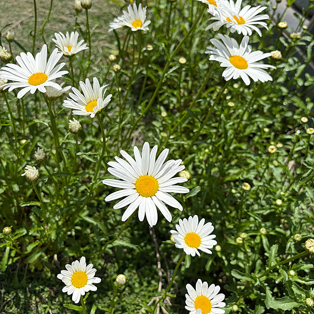 komaさんの実例写真