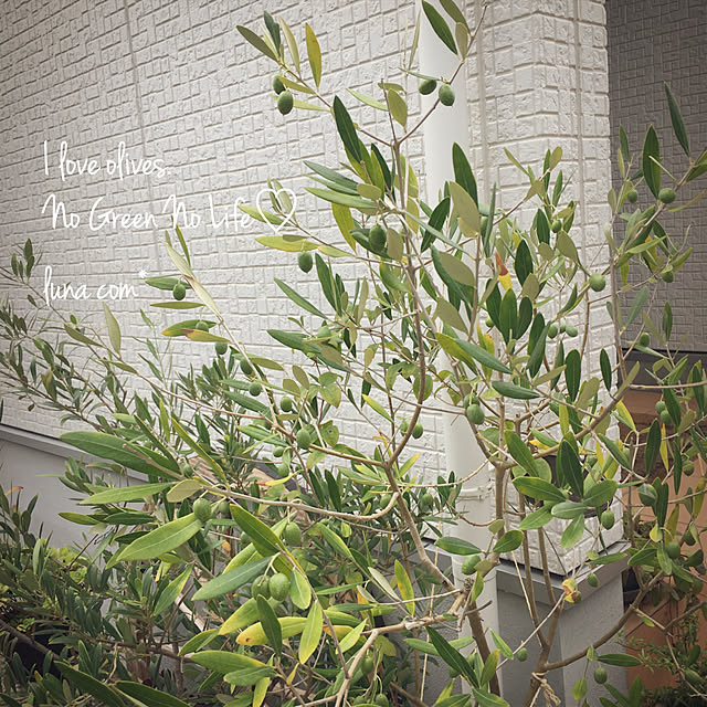 luna.comさんの実例写真