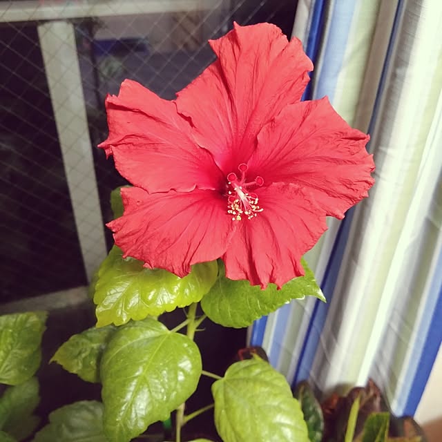 NAOKIさんの部屋