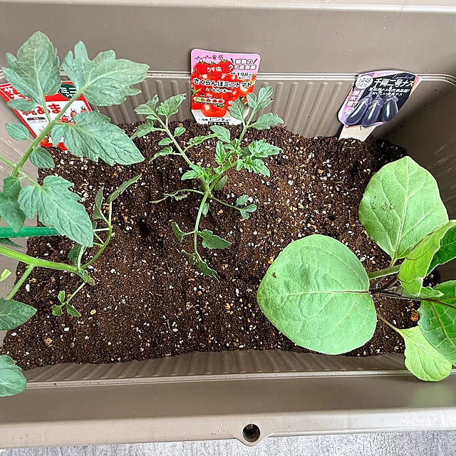 kokedamaさんの実例写真