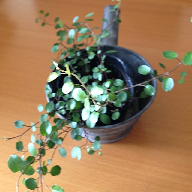 torotoroさんの実例写真