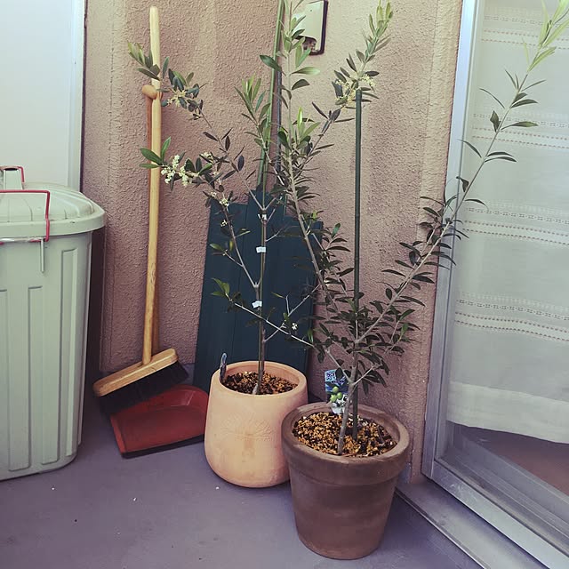 miumiuさんの実例写真