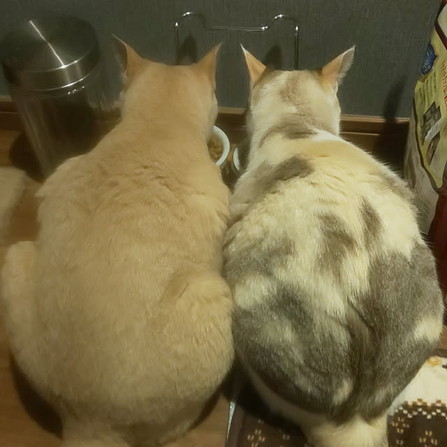 aquaさんの実例写真