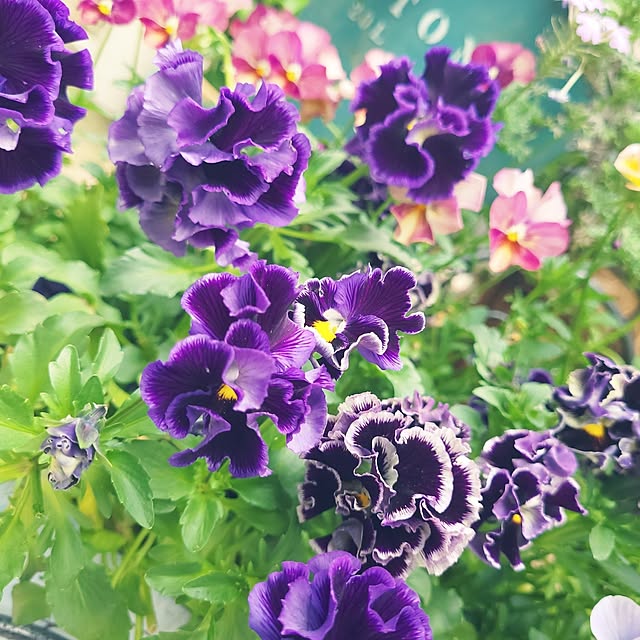 mimi828さんの実例写真
