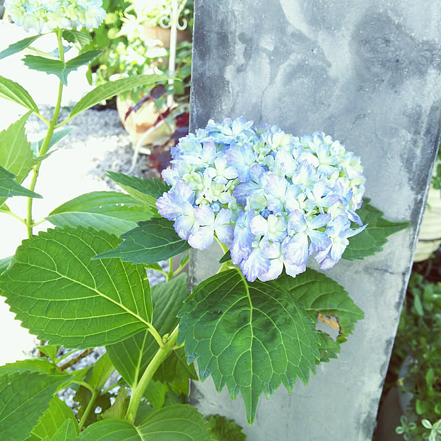 colonさんの実例写真
