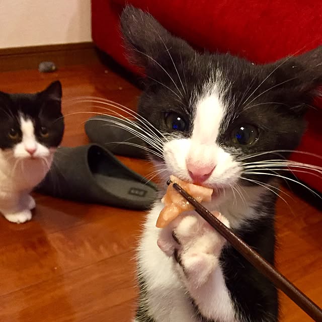 butachanさんの実例写真