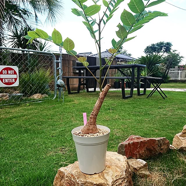 複数枚投稿/4枚投稿/塊根植物のある暮らし/植物のある暮らし/魔法のチケット...などのインテリア実例 - 2023-08-28 20:20:02