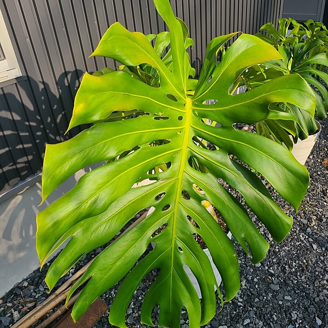 Rubiconさんの部屋