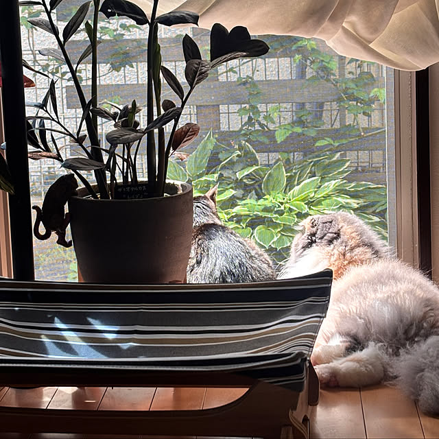 greycatsさんの部屋