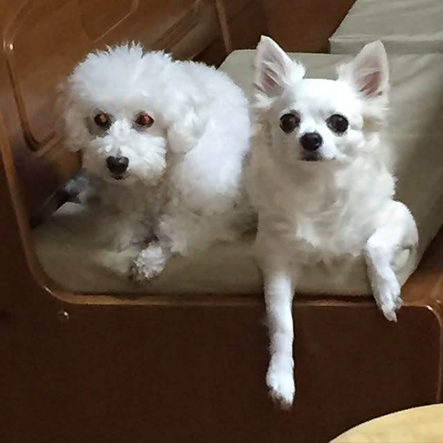 kurumeruさんの実例写真
