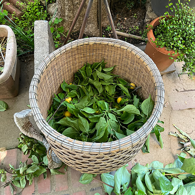 botanさんの実例写真