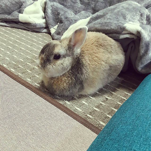 acoさんの実例写真