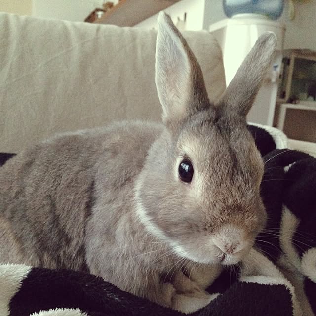 mincanさんの実例写真