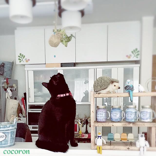 cocoronさんの実例写真