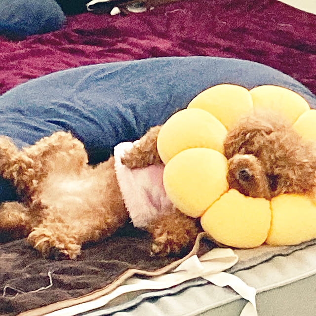 MOMOMAMAさんの部屋