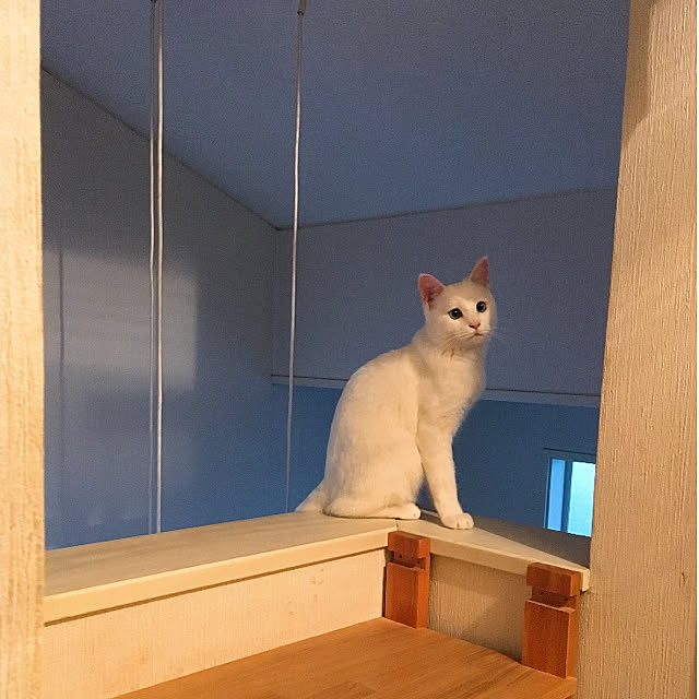 nyanko-beamさんの実例写真