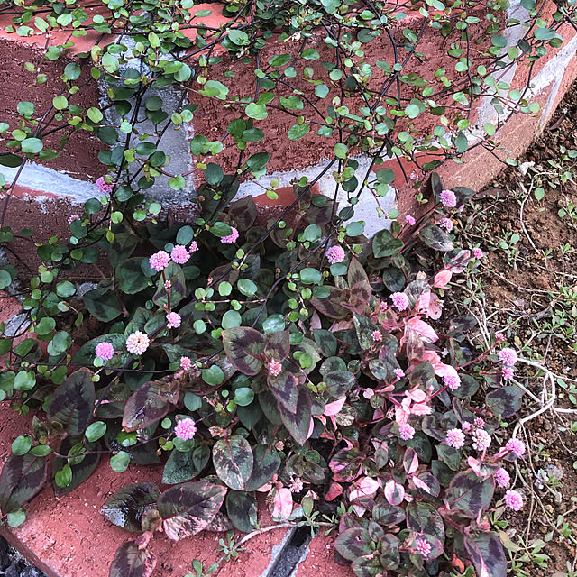 ワイヤープランツ/花のある暮らし/癒しの時間/植物のある暮らし/植物大好き♡...などのインテリア実例 - 2020-03-14 09:51:54