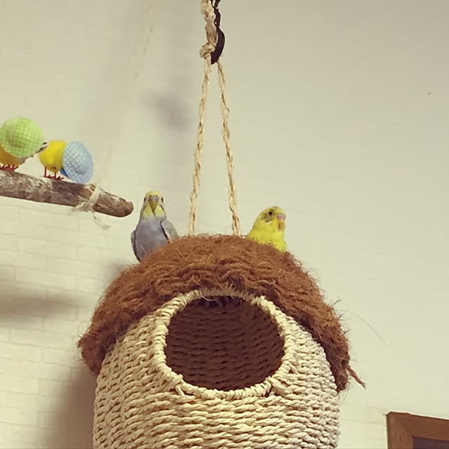 oniyomeさんの実例写真