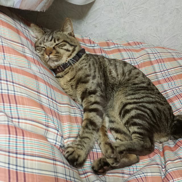 megkeiさんの実例写真