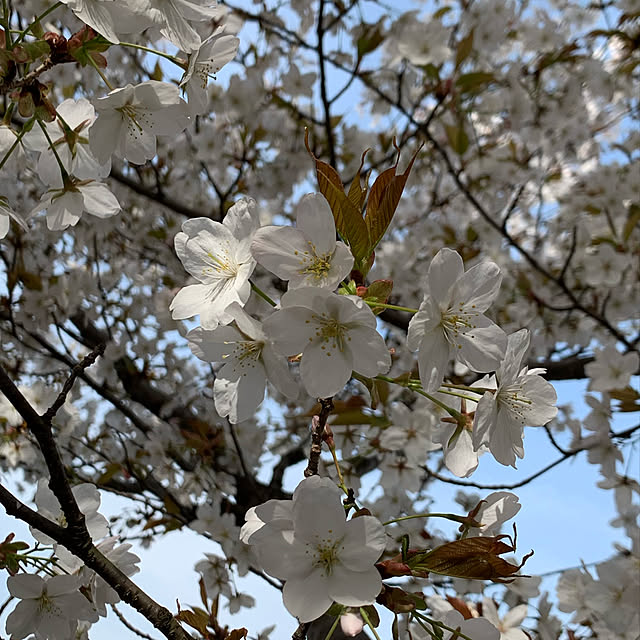 berry_1018さんの実例写真