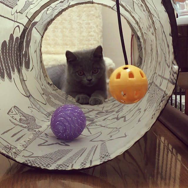 kittyさんの実例写真