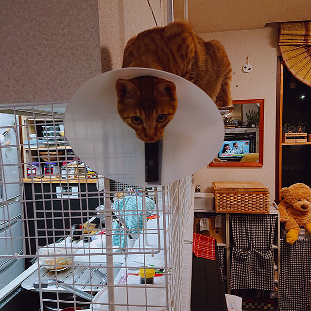kikiさんの実例写真