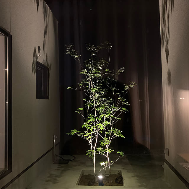 モルタルデッキ/植物/植物のある暮らし/コの字の家/中庭のある平屋...などのインテリア実例 - 2022-08-30 14:01:57