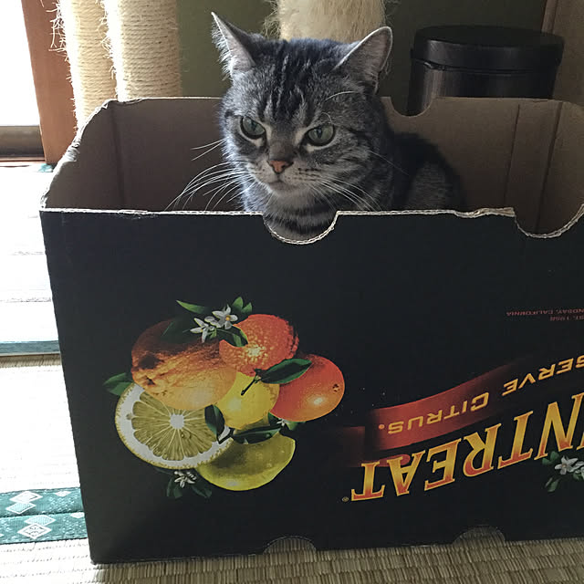richanさんの実例写真