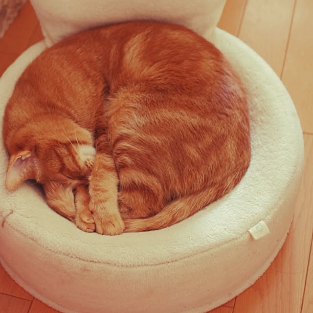 Junさんの実例写真